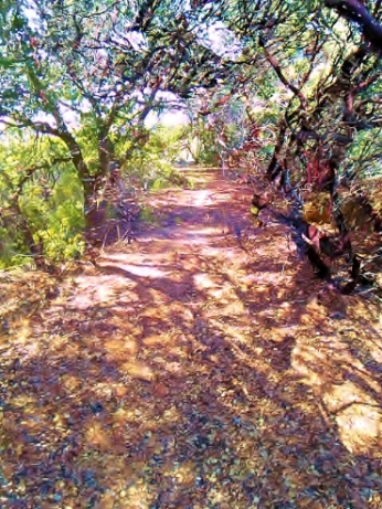 The manzanita pathway before devastation