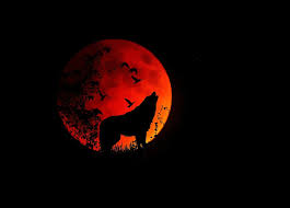 Full moon coyote