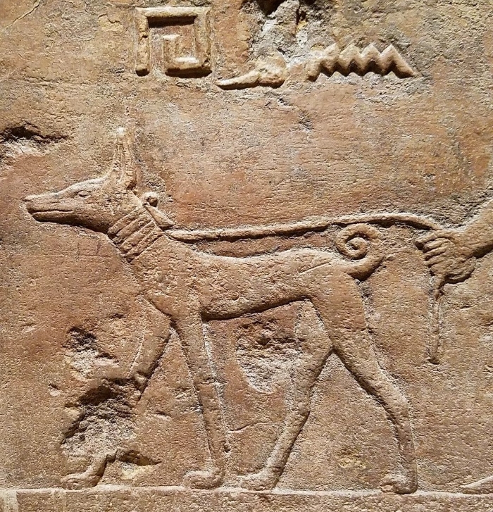 Egyptians Loved and Honored Their… Dogs!